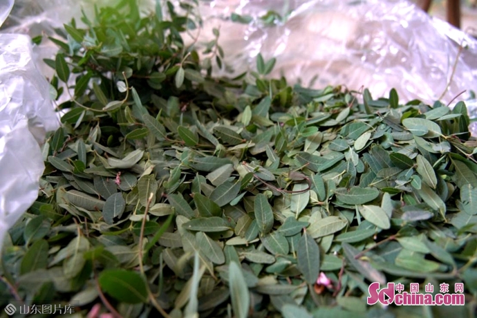 罗布麻黑茶东营,i东营