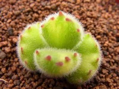 熊童子老桩秃了,熊童子秃了