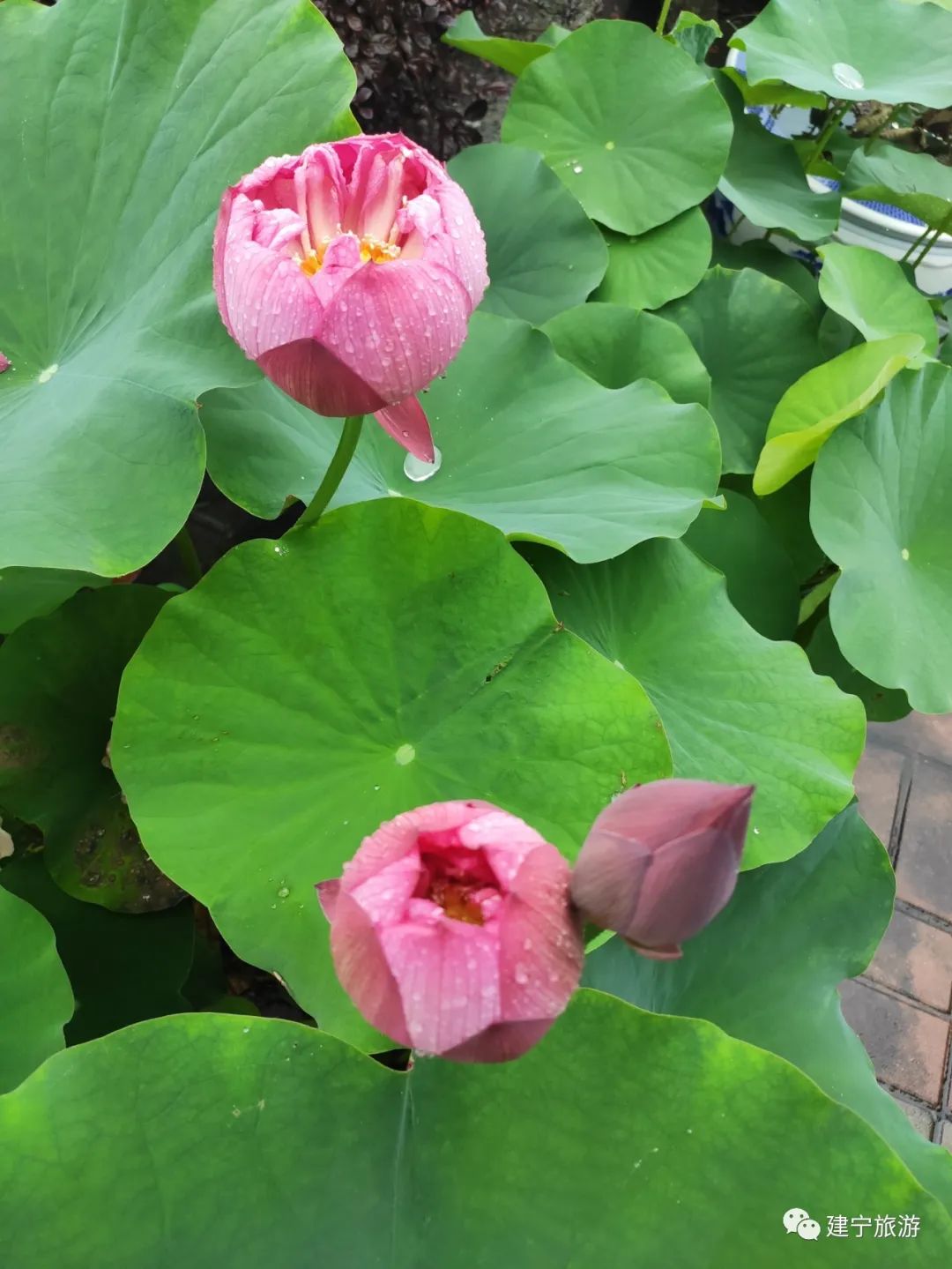 在三明夏天去哪玩,三明荷花最佳观赏地