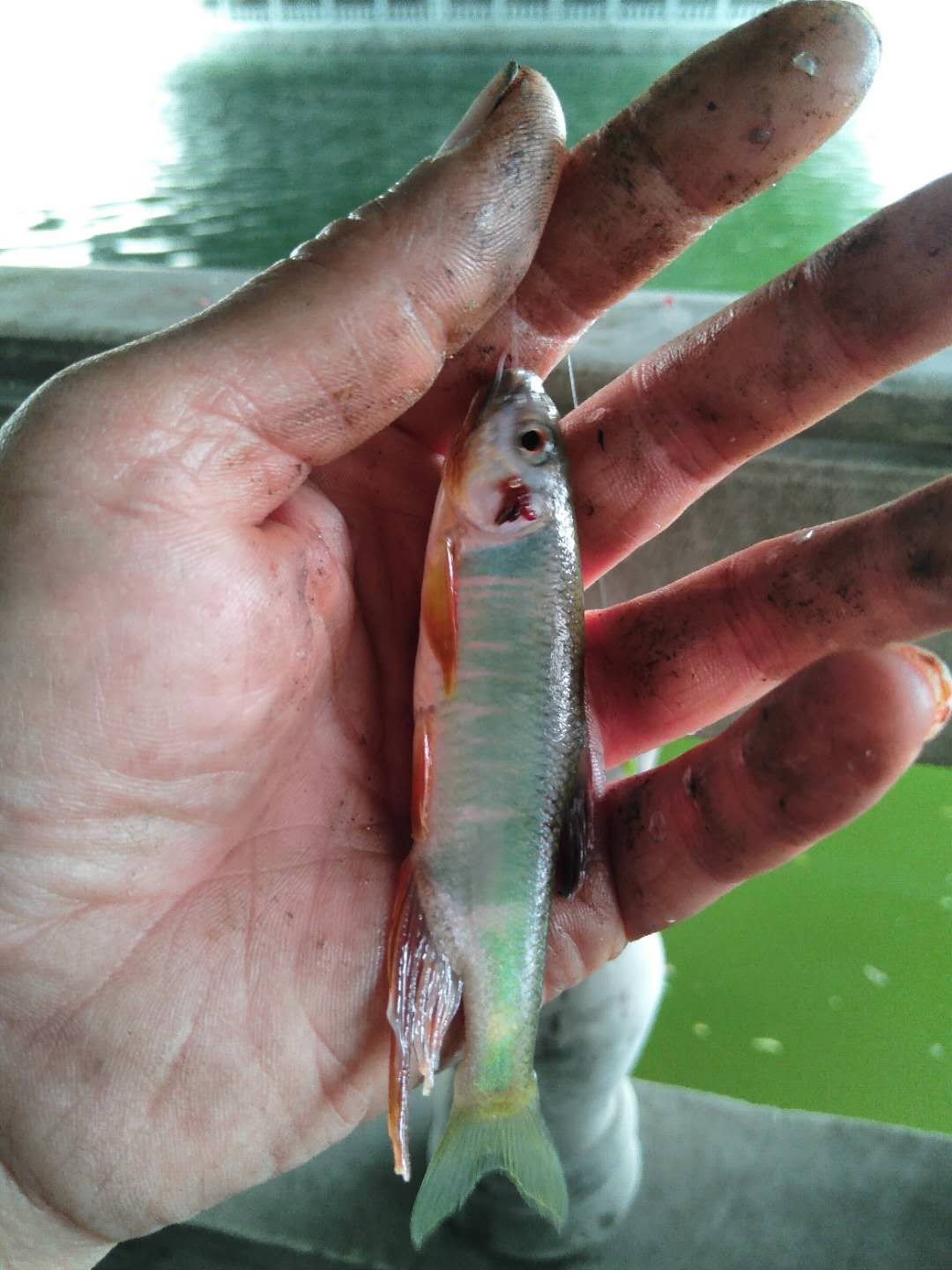 被昆玉河10次双飞吓傻了,难道是饵料惹的祸?