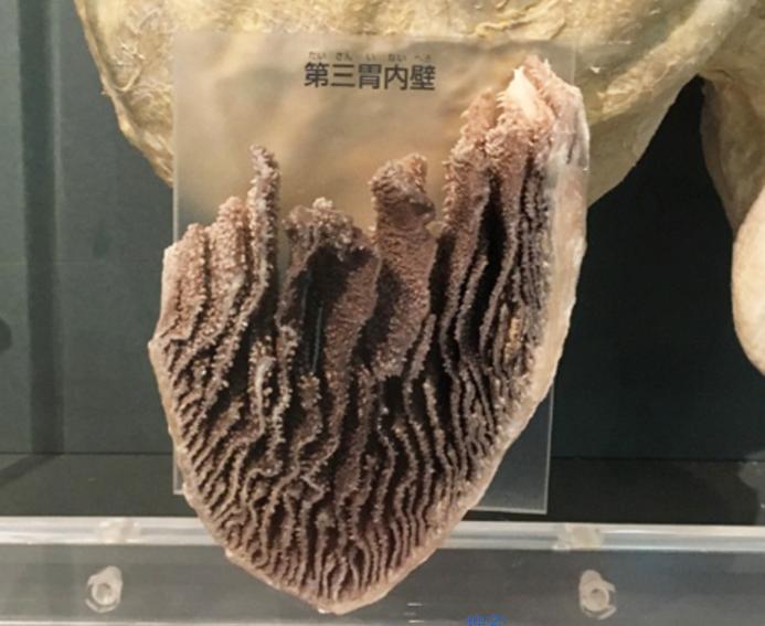 最好吃的牛肚是哪个,牛肚和牛肚哪个更好吃