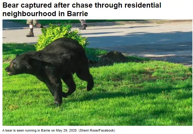 全球十大危险有毒动物,加拿大毒虫名单