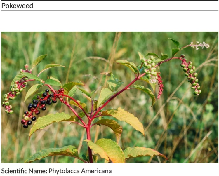 全球最毒的十大毒动物,加拿大最可怕的蛇
