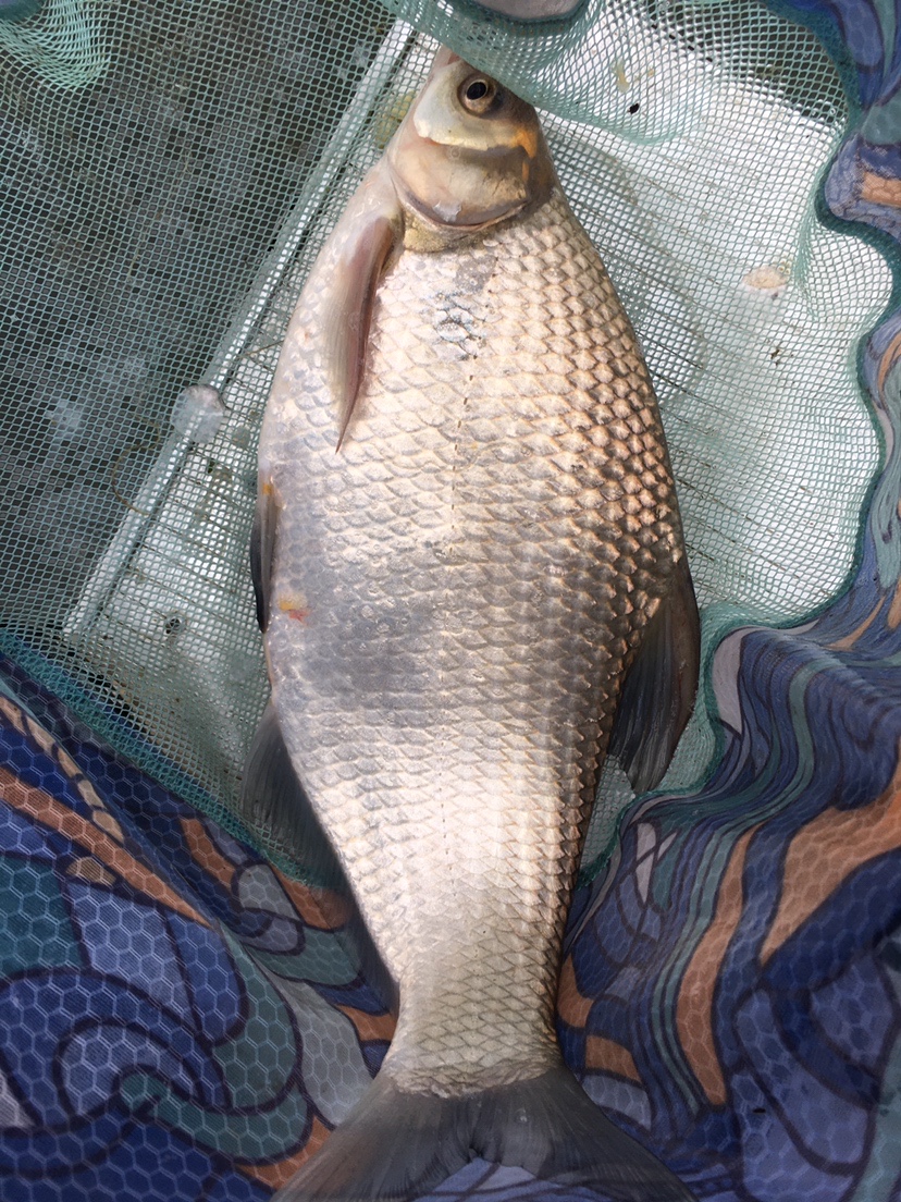 下雨天狂拔大鲫,雨天狂拉草鱼