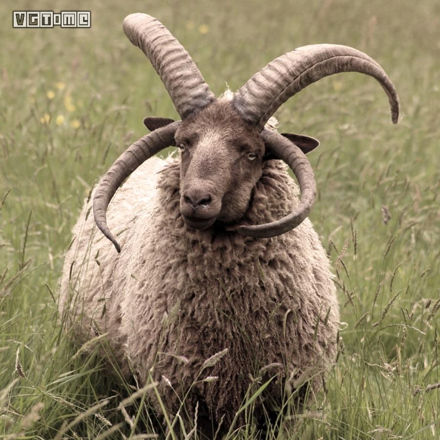 无尾猫四角羊幽灵猎犬，《剑/盾》“铠岛”宝可梦大猜想