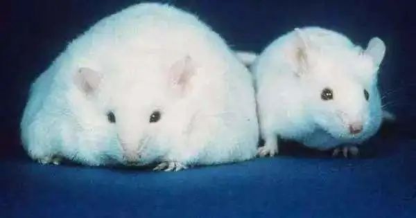 日本减肥小粉丸一盒400粒,日本小粉丸一盒400粒