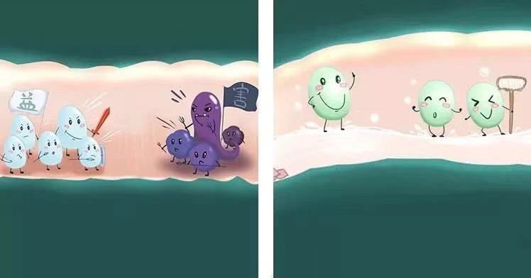 日本减肥小粉丸一盒400粒,日本小粉丸一盒400粒