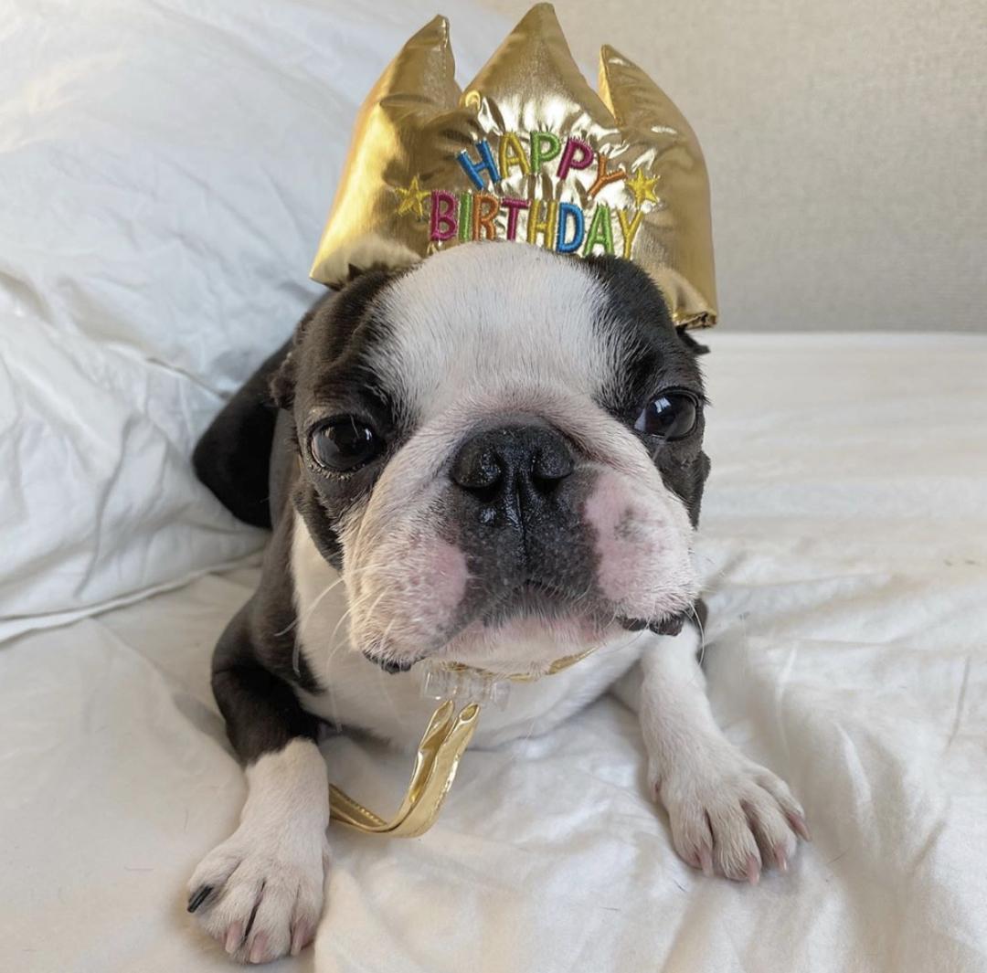 盘点二十种忠爱满世界的萌犬,可爱治愈系萌犬