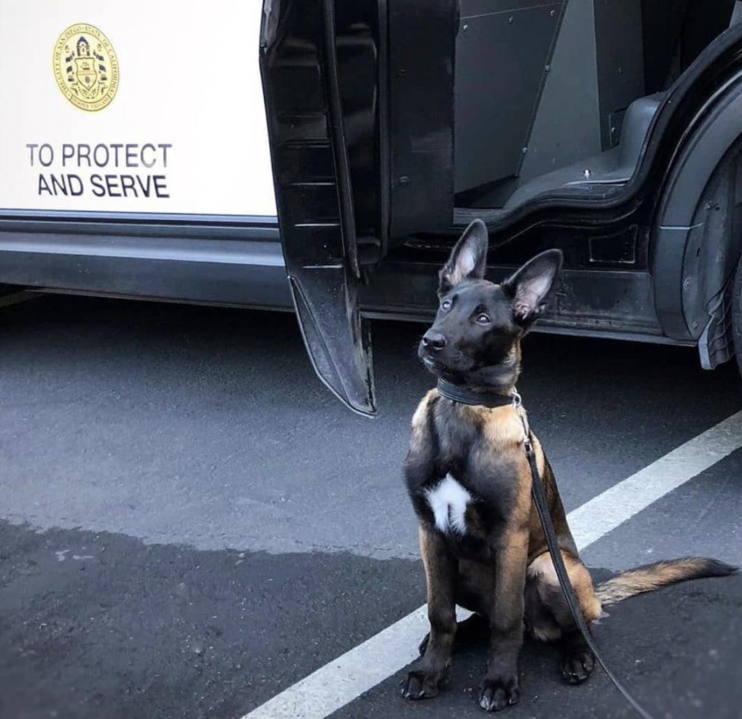 萌犬百科全集,盘点二十种忠爱满世界的萌犬