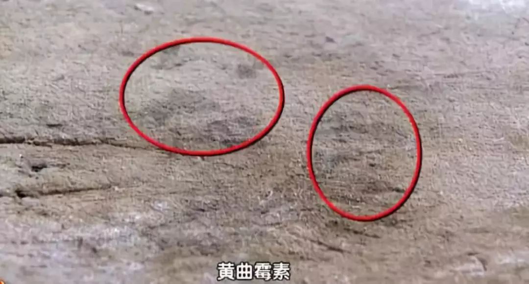 2亿细菌藏身菜板，99%抗菌的变态菜板，不发霉，磨刀磨蒜样样能行