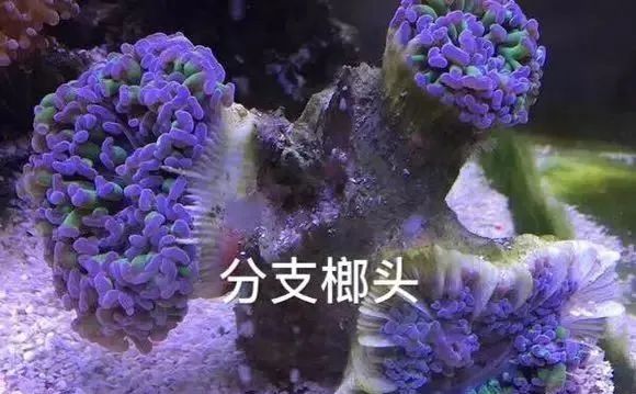 活珊瑚的正确养殖方法,姬珊瑚的养殖方法和注意事项