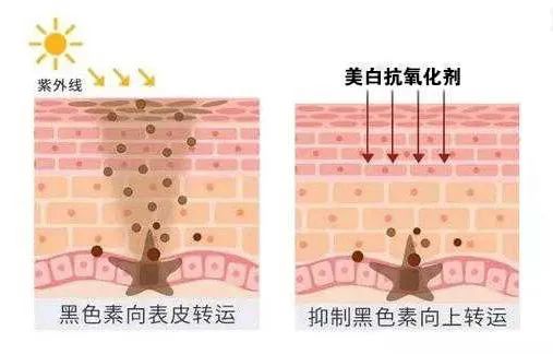 两边黑眼圈程度不一样,黑眼圈的秘密暴露了一个真相