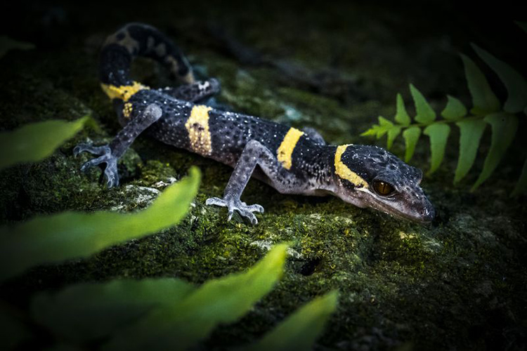 保护野生动物名录拟调整,2020年列为保护动物名单