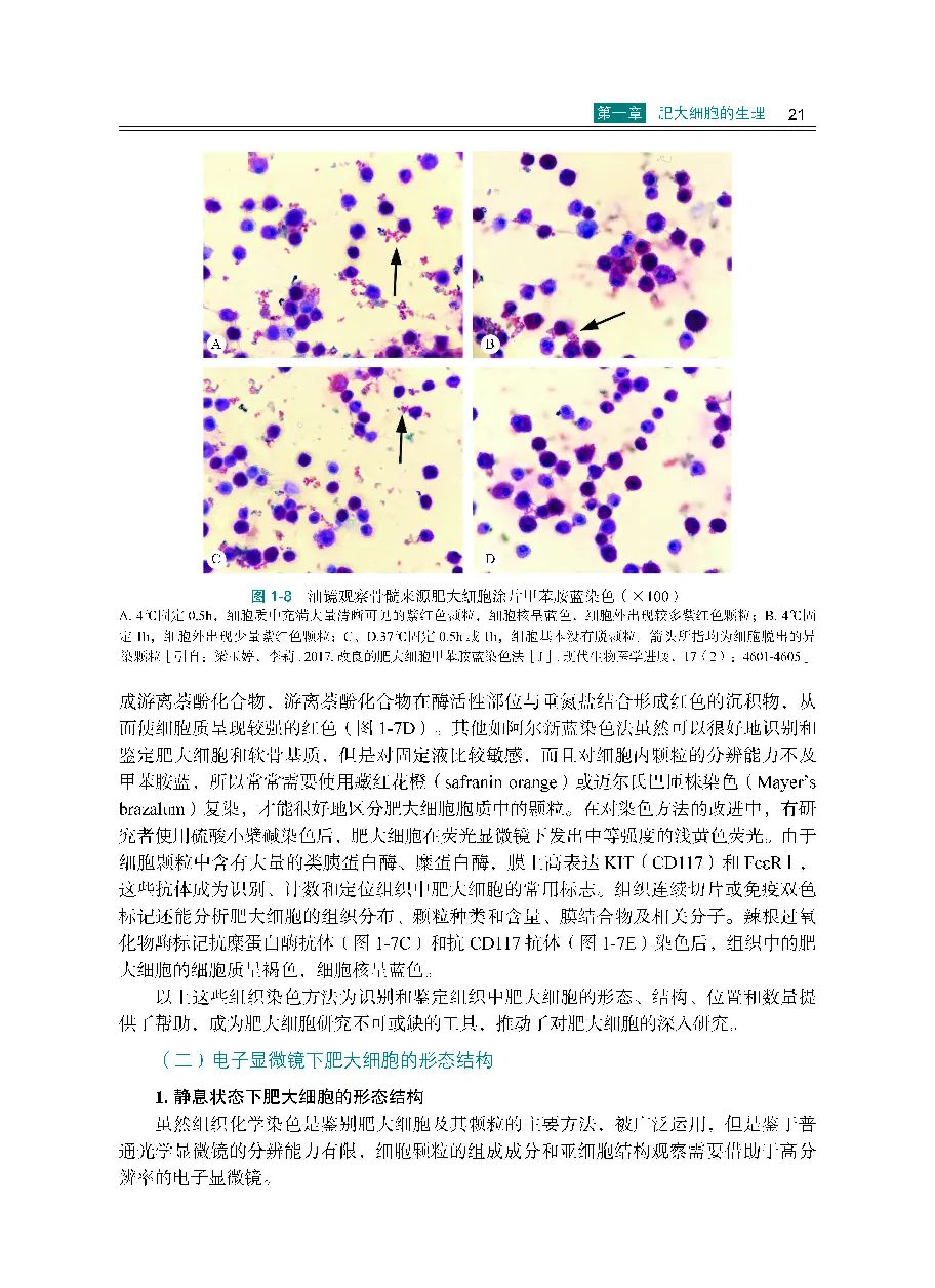肥大细胞症,肥大细胞产生在哪