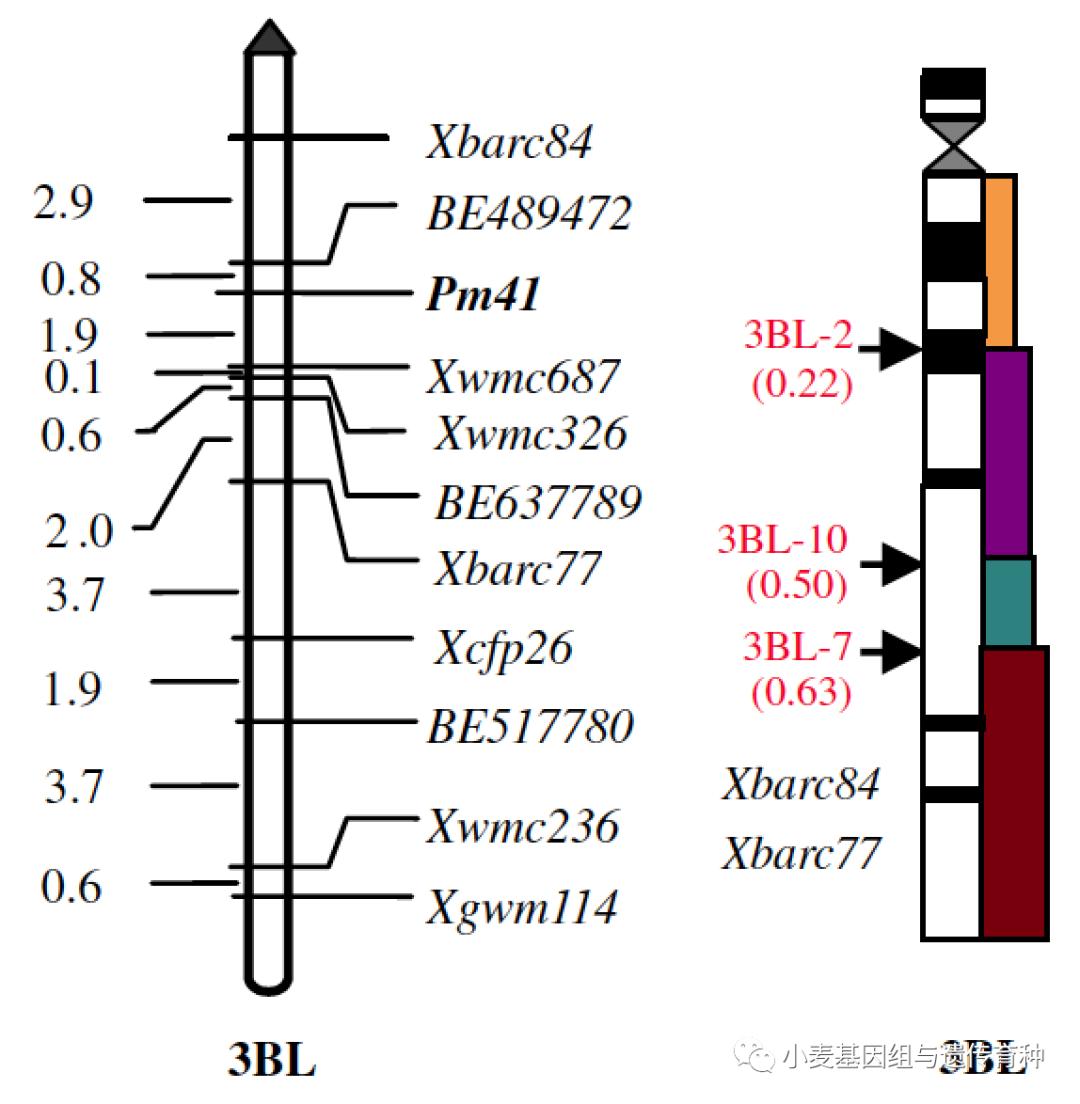 重磅袭来|刘志勇团队与李洪杰团队合作连续克隆两个小麦抗*粉白**病基因