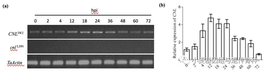 重磅袭来|刘志勇团队与李洪杰团队合作连续克隆两个小麦抗*粉白**病基因