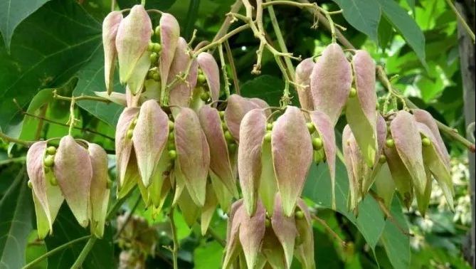 引凤梧桐是什么品种,引凤凰的梧桐树图片