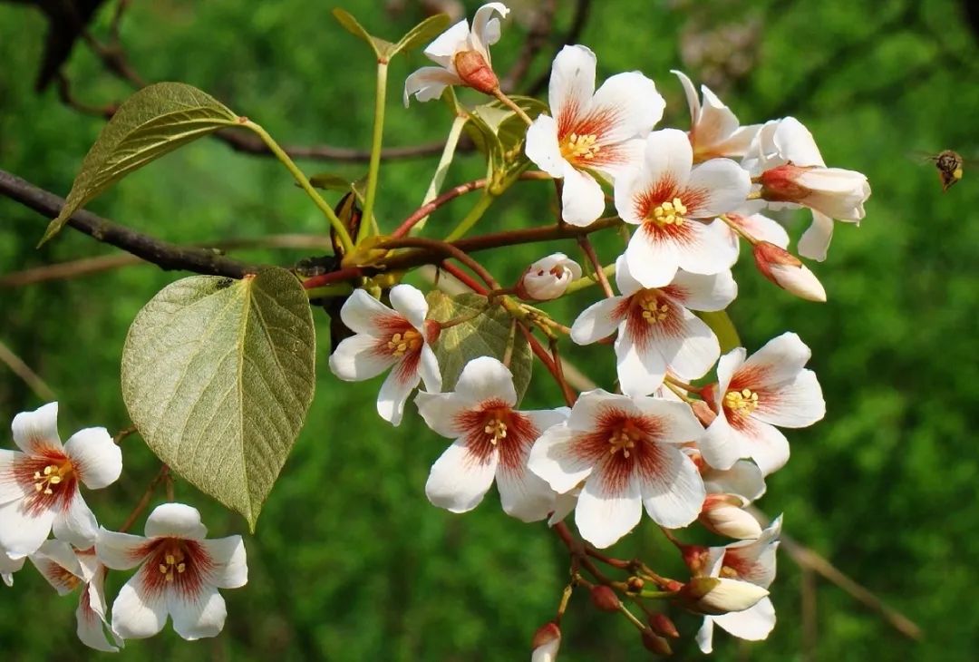 引凤梧桐是什么品种,引凤凰的梧桐树图片