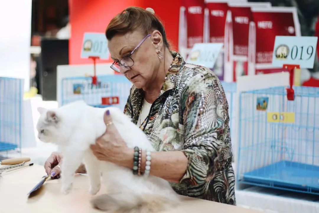 「丽江宠圈」身价4万！曾获各种大奖，丽江这些猫咪不简单