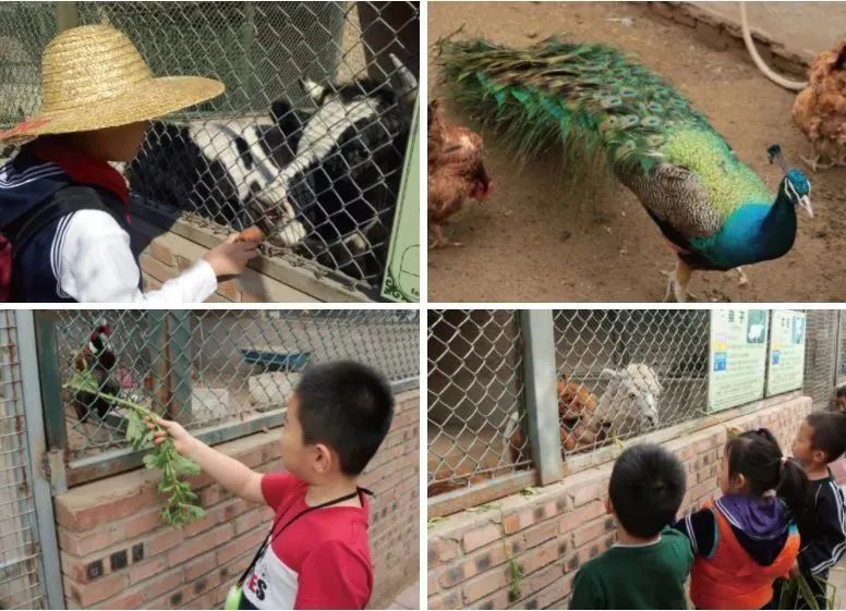 周末亲子好去处无动力乐园,亲子农场适合带孩子去玩的地方