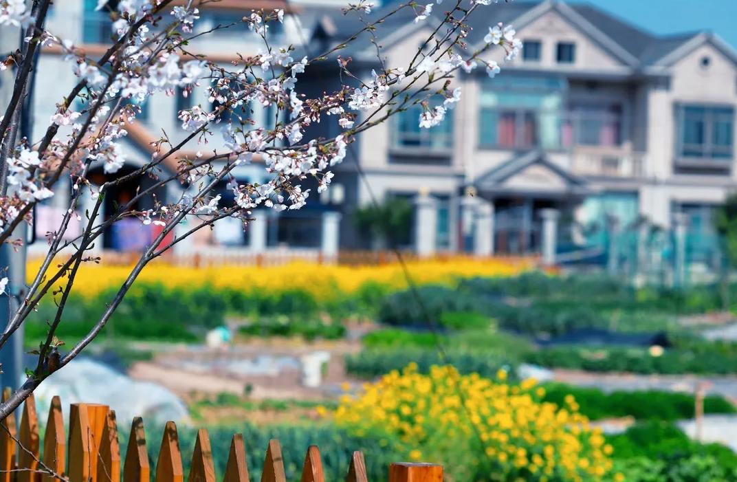 上海乡村振兴产业基地,上海宝山开发定位