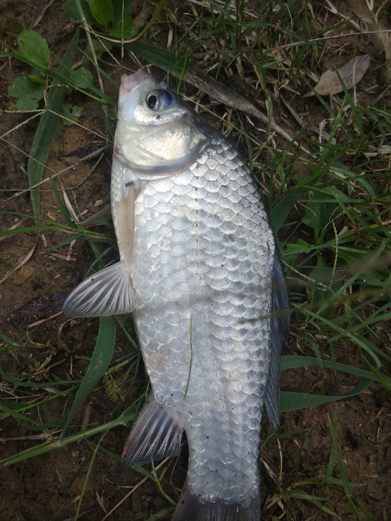 野钓鲫鱼浮漂上顶不中鱼什么原因,野钓鲤鱼浮漂上顶不中鱼咋回事