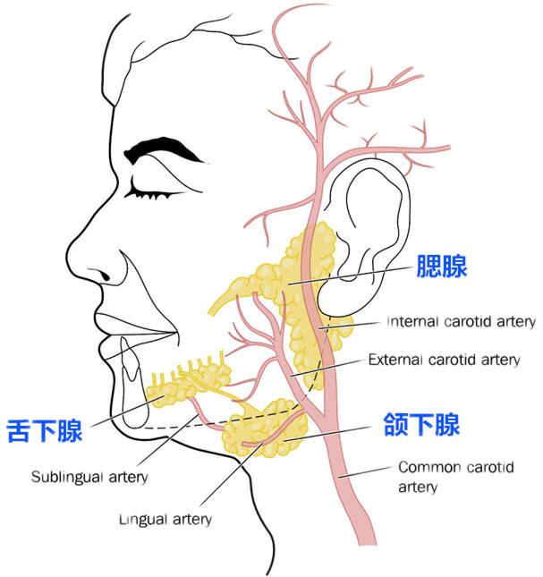 经常口干要警惕什么病,经常口干眼干谨防干燥综合征