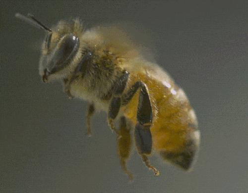 哈尔滨一男子遭蜜蜂“自杀式袭击”，身上拔下40多个蜂针...