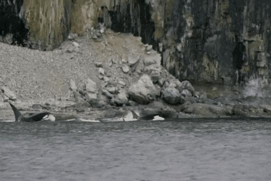 虎鲸饿起来为何连亲戚都吃,虎鲸投喂食物