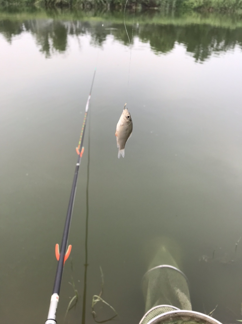 晨钓的收获还是不错的,温榆河钓鱼