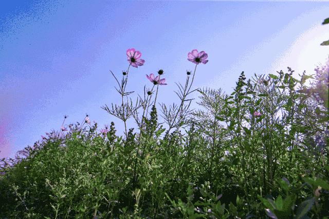 这个因“花博会”而即将腾飞的小镇，你了解吗？