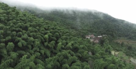临安天目山小香薯粉糯香甜,天目山小香薯新鲜现挖