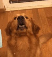 狗狗身上过敏症状,容易被忽视的狗病