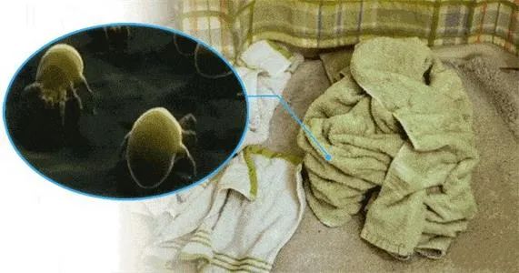 团|墙上插上它，24小时物理除螨，让千万螨虫集体自杀，比太阳暴晒强10000倍