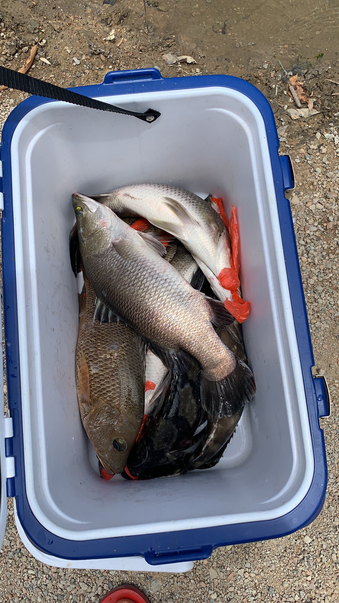 海钓初级篇新手进来看一看,海钓场专攻腊鱼教学