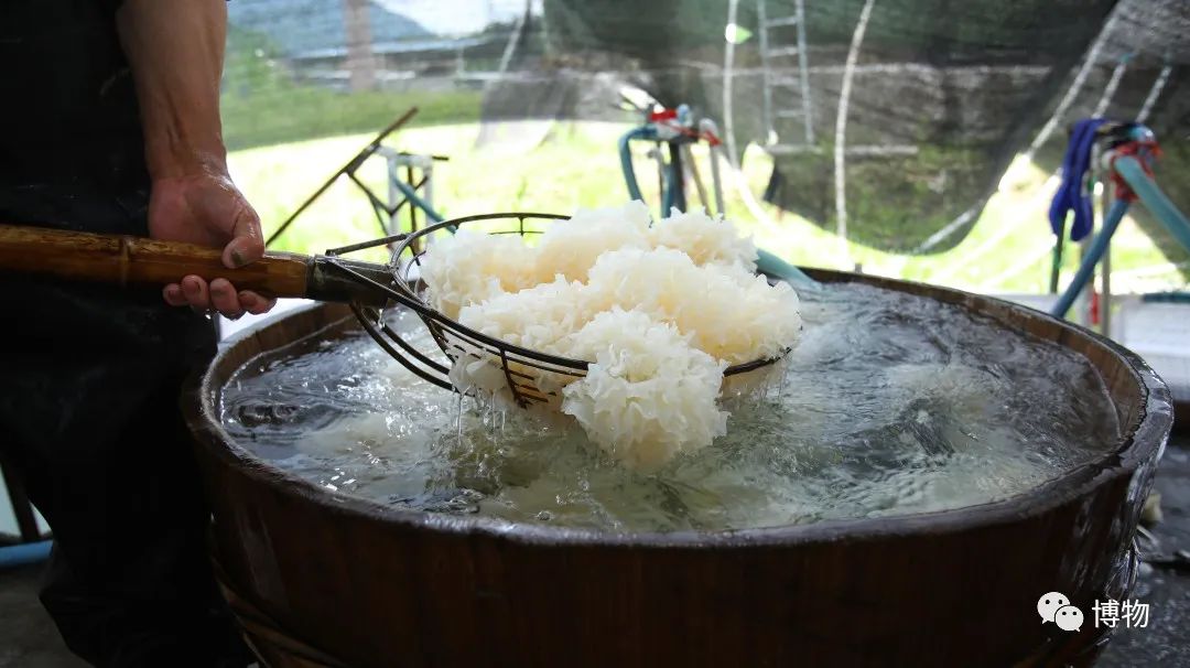 银耳在解放前的价格,银耳的巅峰之作