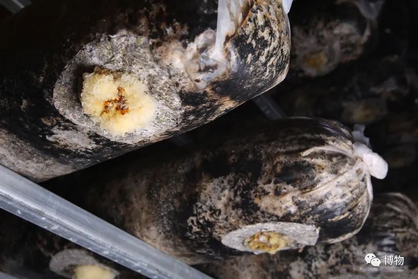 银耳在解放前的价格,银耳的巅峰之作