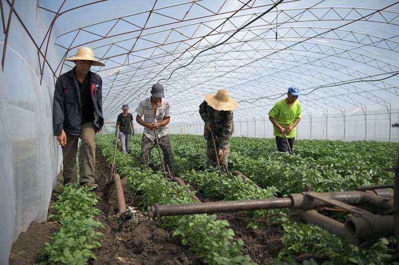黑龙江一亩马铃薯的收益,黑龙江依安马铃薯