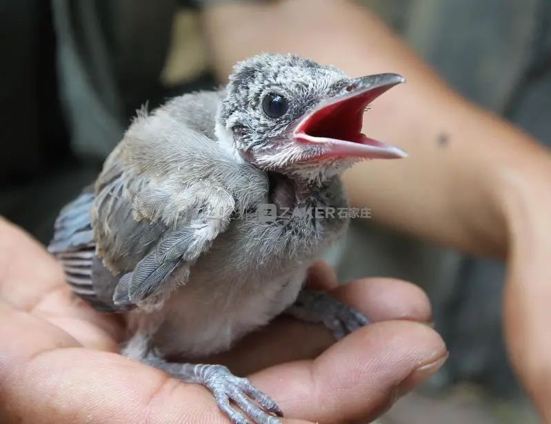 为母则刚跳楼后续,为母则刚妈妈摔倒
