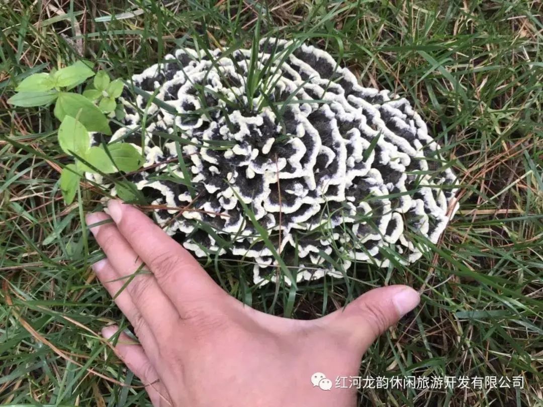 石屏龙韵养生谷干巴菌,云南石屏龙朋干巴菌节