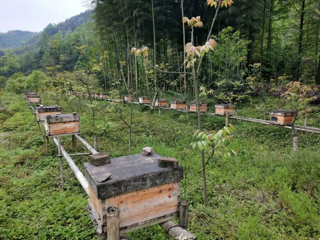 江山蜂产品,江山养蜂技术