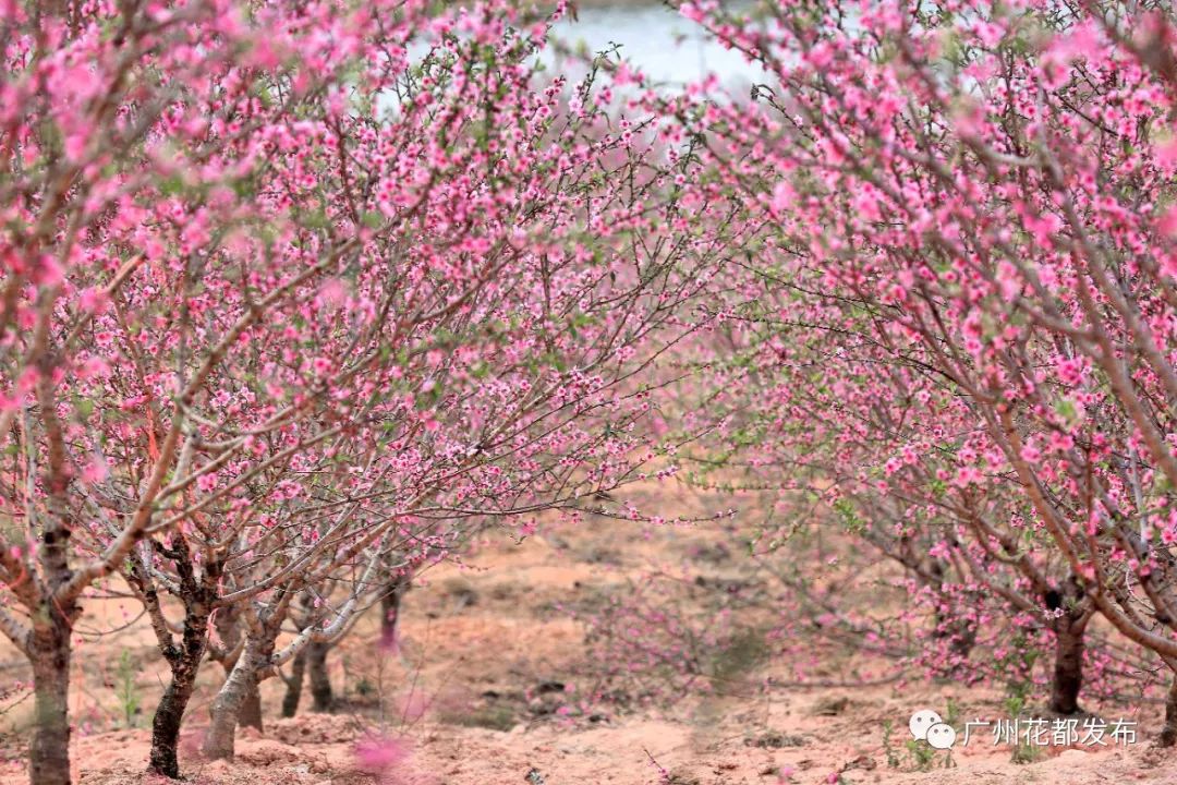 花都这些村超级棒!快来助力!