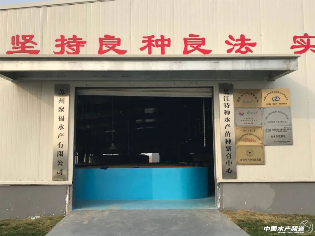 驯成率只有10%左右！加州鲈苗种阻力何在？