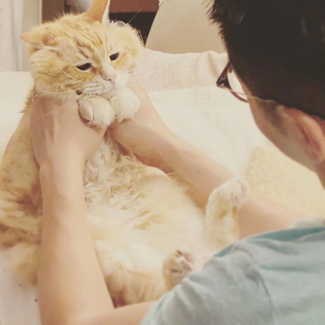 云养猫的品牌有哪些,云养猫设计品牌