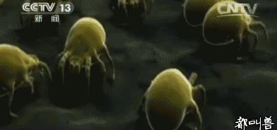 8岁娃得了哮喘，竟是因为这种小虫！千万小心，你家也有