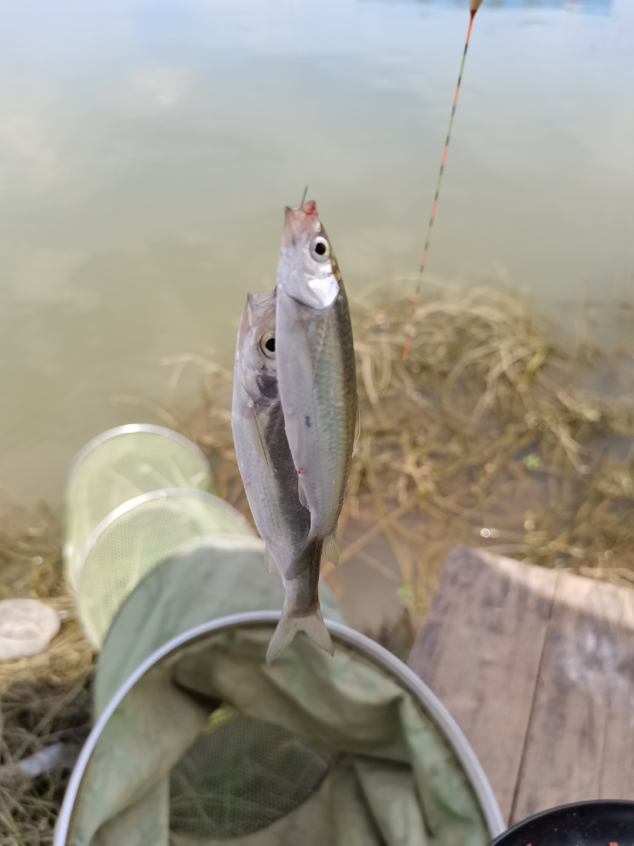 野钓白条全过程,拉白条用什么钓鱼