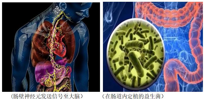 坚持喝一个月益生菌让你重返18岁,益生菌要选对让你的生活更加美好