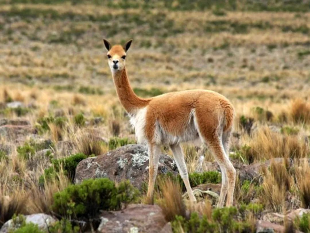 神兽是羊驼吗,羊驼神兽的来历
