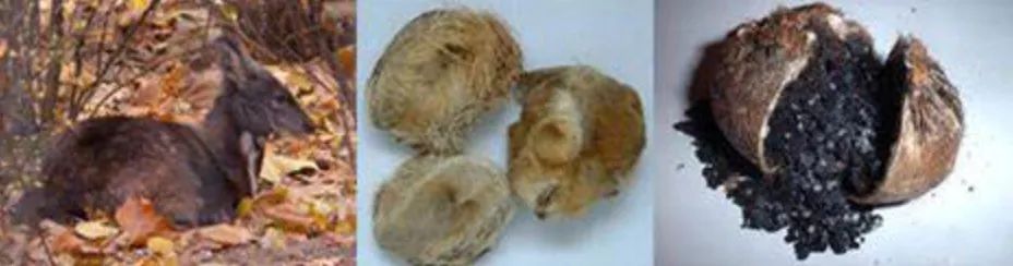 胡博士讲中医视频,胡博士说秦艽中药