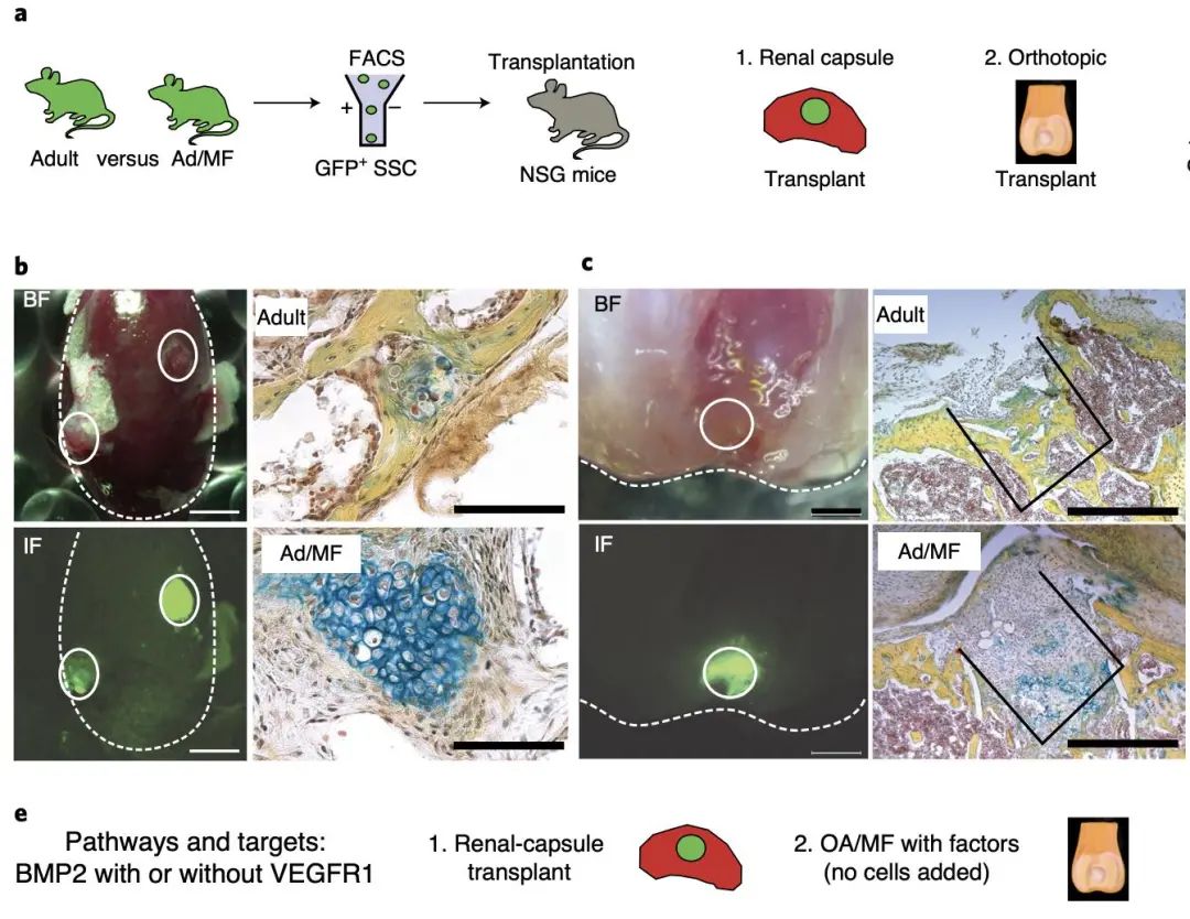 楠ㄥ叧鑺傜値杞淇,楠ㄥ叧鑺傜値搴峰鐥呬緥